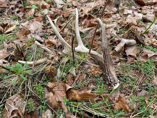 The Ins and Outs of Morels: Episode 2