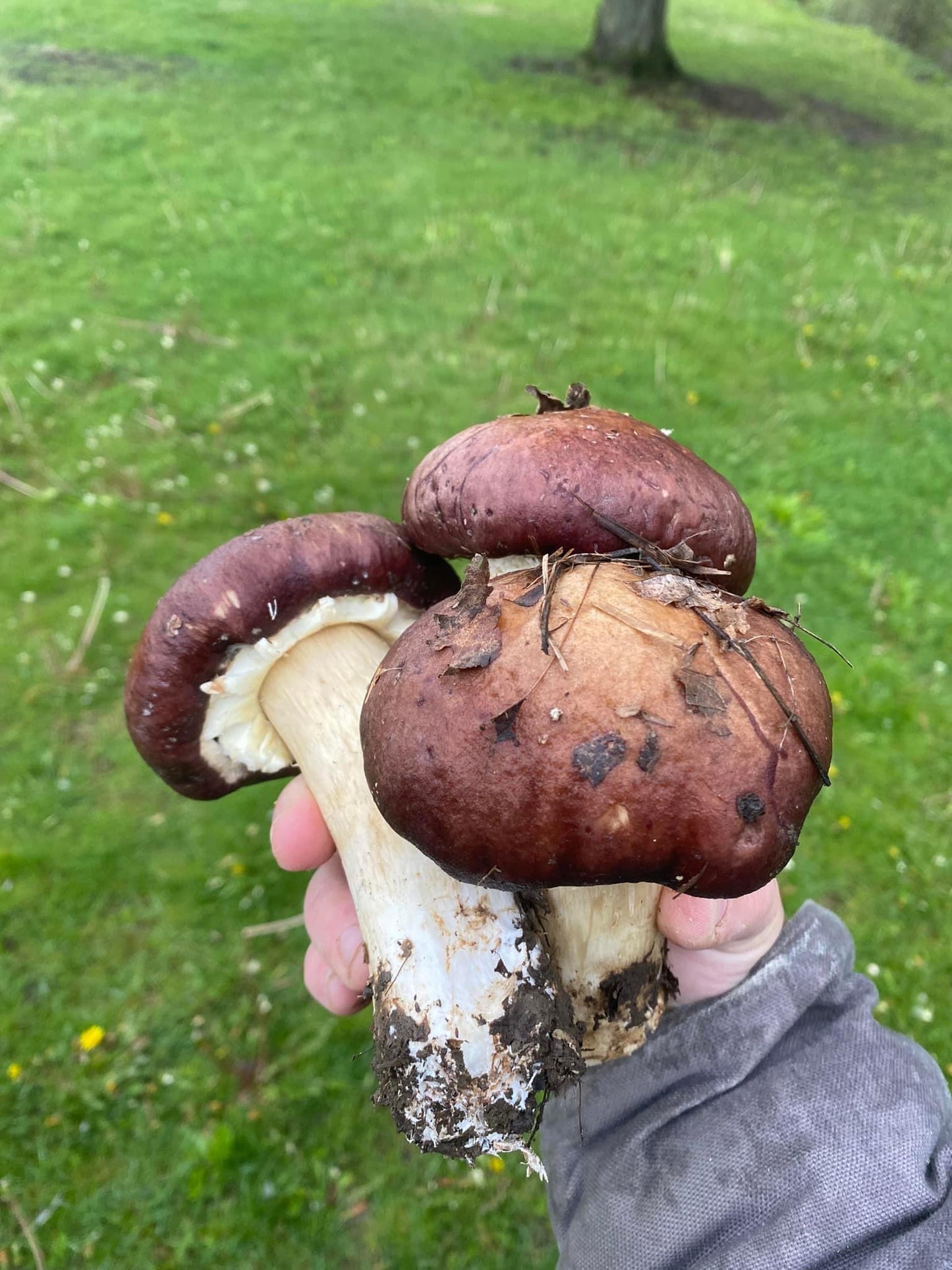 Winecap Mushrooms