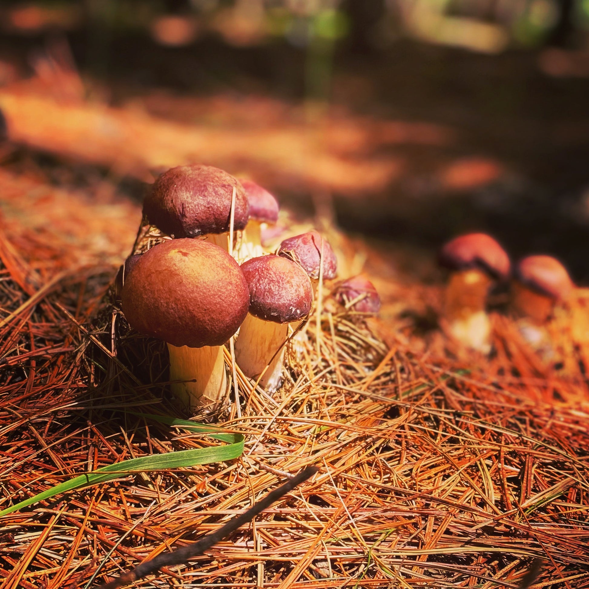 Delicious Winecap Mushrooms