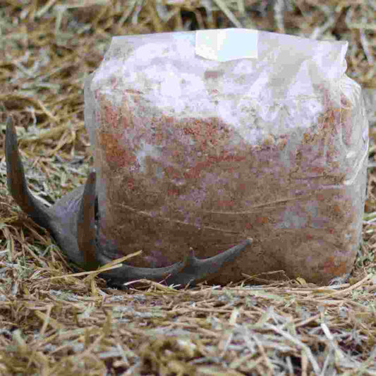 Double Down Pack of Mushroom Food Plot Spawn