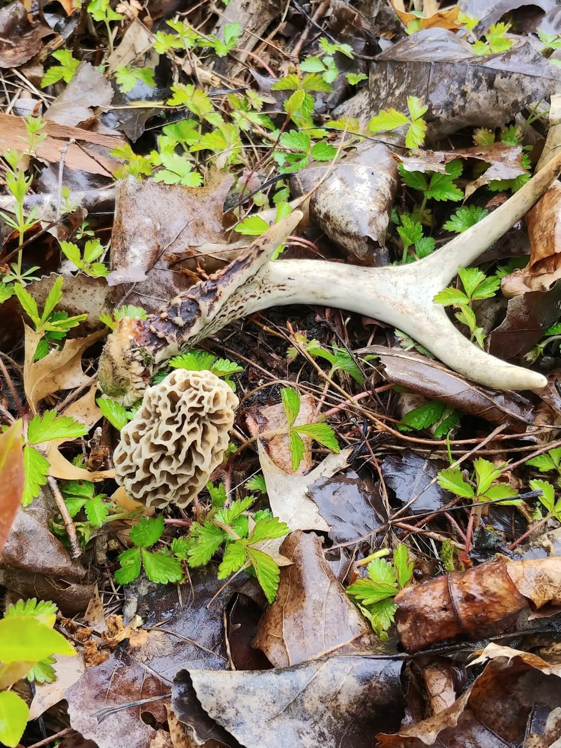 The Ins and Outs of Morels: Episode 1