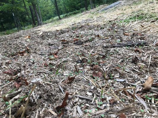 Mushroom Food Plot Materials: What You Need to Know