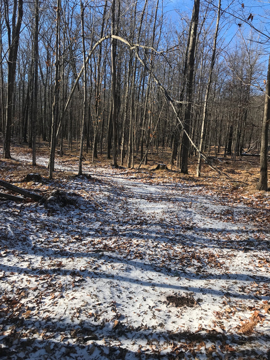 Scrapes and Mushroom Food Plots