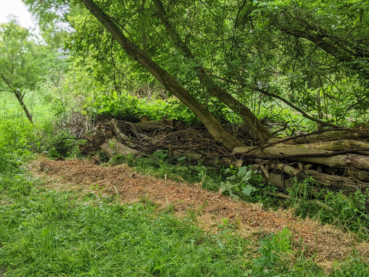 The Ultimate Guide to Choosing the Best Mushroom Food Plot Location