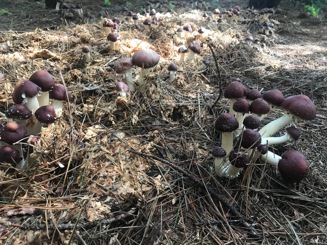 Mushroom Food Plot Fruiting